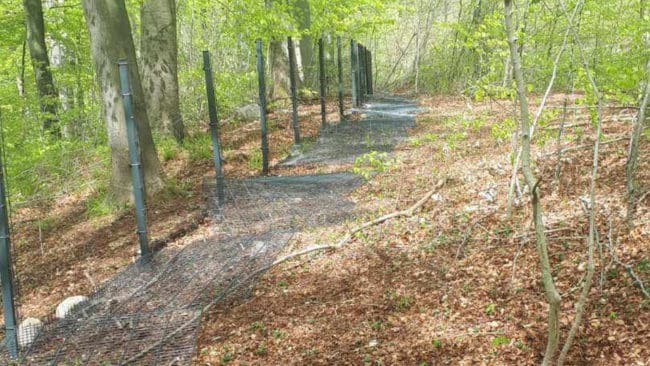 150 meter av vildsvinsstängslet ligger nu på marken.