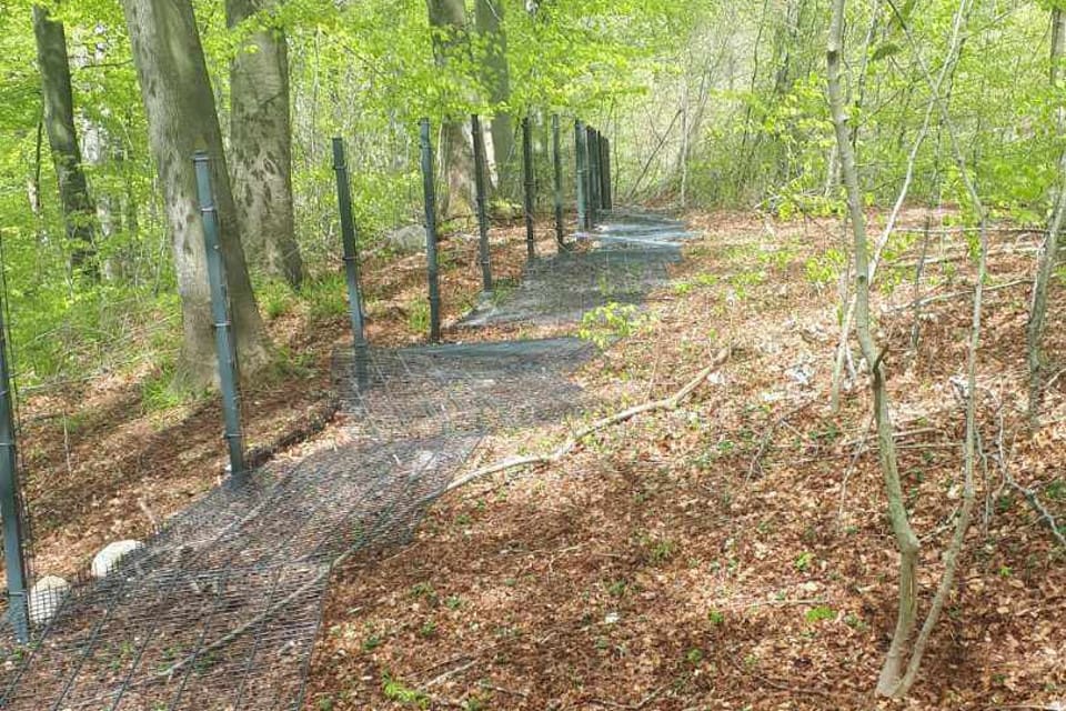 150 meter av vildsvinsstängslet ligger nu på marken.