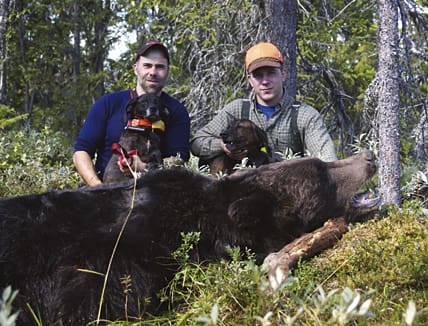 Manolo Rodrigues med Ursus Britta och Erik Larsson med Ursus Big vid den skjutna storbjörnen.