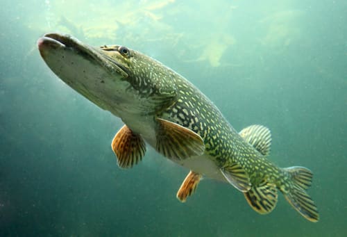 Fisketävlingen Gäddraget inför en klass för catch and release.