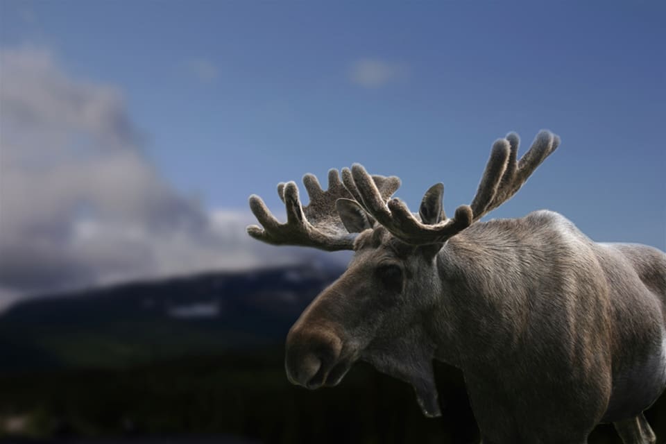 Älgen är alltjämt det viktigaste viltet i Finland, inte minst ekonomiskt. Men jakten har minskat i omfattning under de senaste 20 åren.