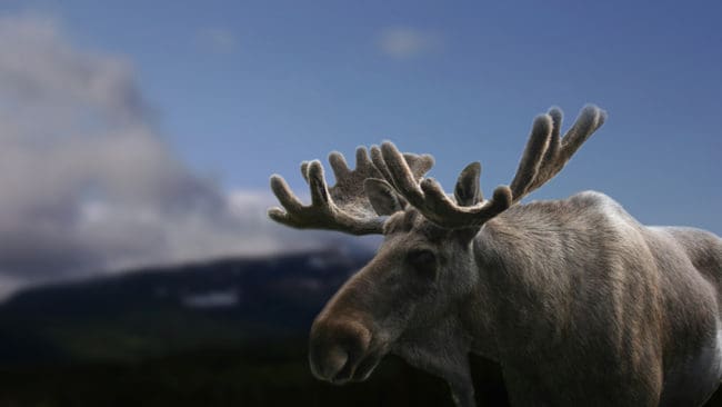 Samebyarna i Sareks nationalpark vill inte ha älgjakt i området, som är känt för sina storoxar i främst Rapadalen. Men nu ska det förhandlas om vad kompensationen från staten ska bli för utebliven älgjakt i nationalparken under mer än ett halvt sekel.