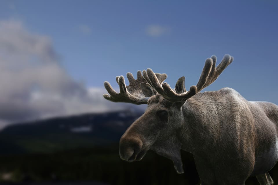 Samebyarna i Sareks nationalpark vill inte ha älgjakt i området, som är känt för sina storoxar i främst Rapadalen. Men nu ska det förhandlas om vad kompensationen från staten ska bli för utebliven älgjakt i nationalparken under mer än ett halvt sekel.