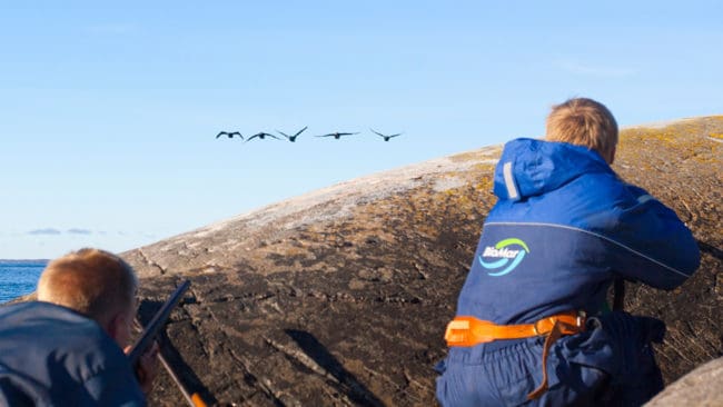 Länsstyrelsen i Uppsala län har beslutat om skyddsjakt på 200 storskarvar, som får utföras av jägare som anlitats av yrkesfiskare. Både studsare och hagelvapen får användas.