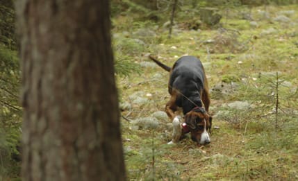 Upptag, drev och skall är huvudelementen som bedöms. Hunden måste vara lös minst fem timmar för att hunden skall kunna bedömas riktigt.