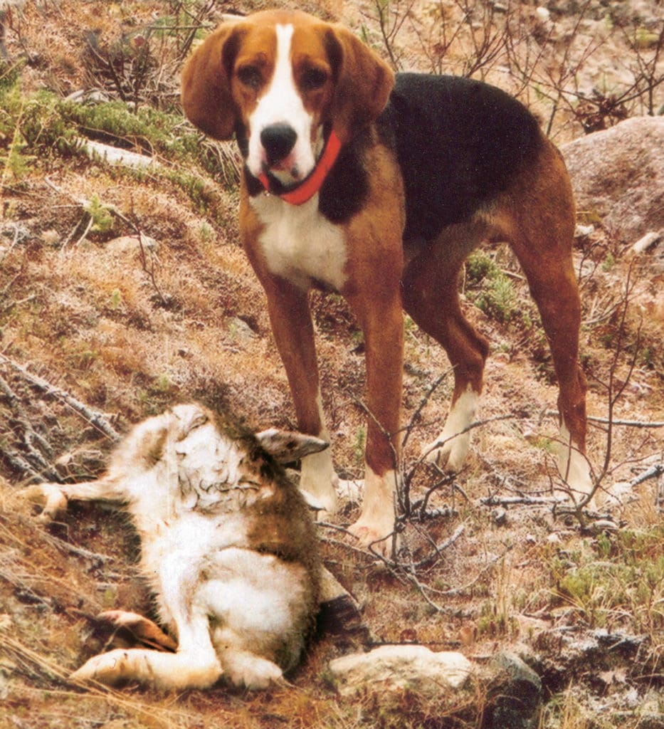 Nio stövare ska göra upp på jaktprovet som avgör vilken hund som är bäst i Norden.