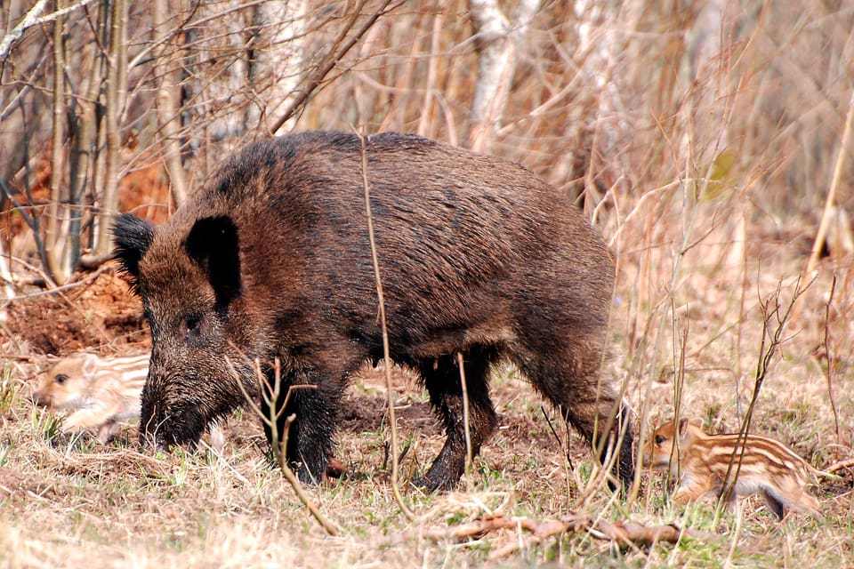 Belöningar till jägare som sänder in prover från fällda vildsvin är ett vapen när jakten mot svinpest trappas upp i Finland.