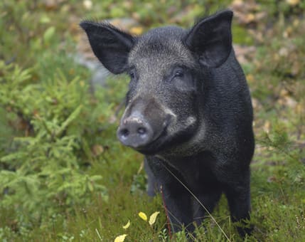 Vildsvinsområdet ska omfatta några tusen hektar och uppåt. I området ska både markägare och jägare samverka och avtal ska tecknas mellan parterna, föreslår Naturvårdsverket.