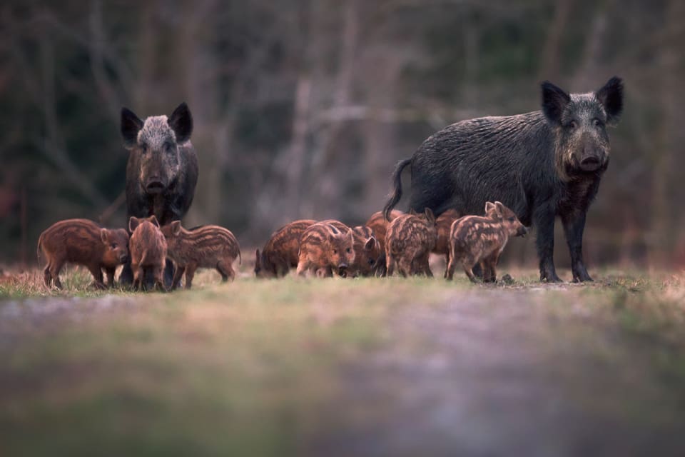 En kvinnlig hundägare i norra Tyskland blev svårt skadad när en vildsvinssugga med kultingar gick till angrepp. Hunden rastades utan koppel. (Arkivbild)