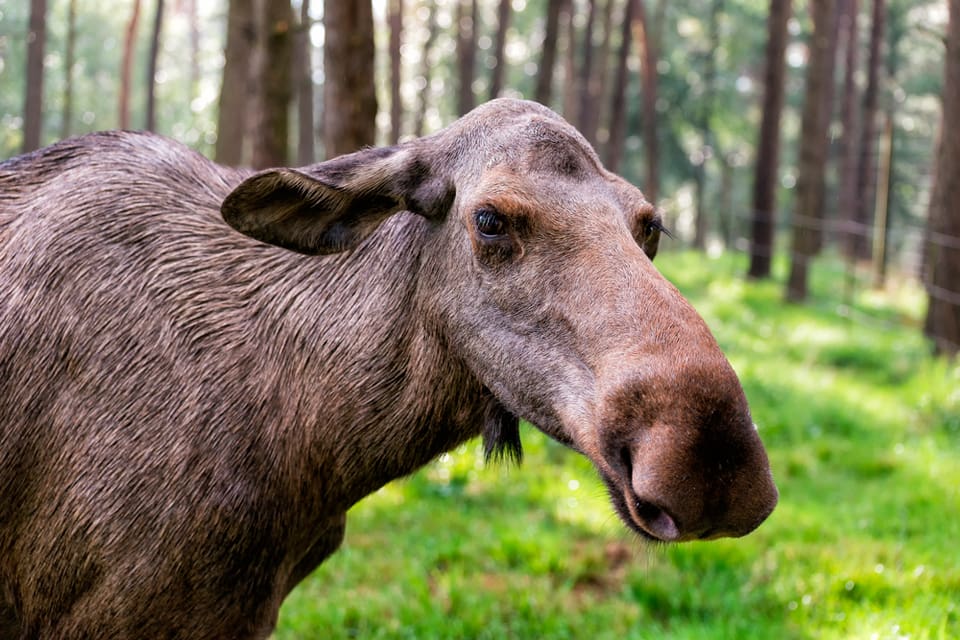 Statens veterinärmedicinska anstalt, SVA, behöver mer pengar för att utöka jakten på CWD-smittat vilt i Sverige sedan en norsk älgko med smittan upptäckts nära gränsen till Jämtland. (Arkivbild)