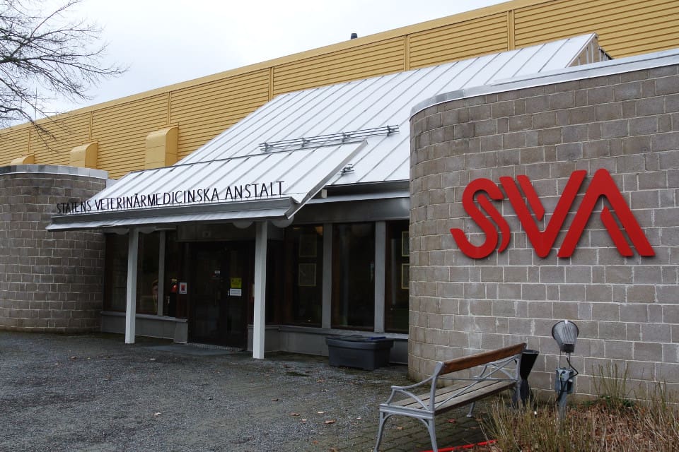 På SVA i Uppsala förbereder man sig just nu för att från och med torsdag kunna erbjuda gratis trikintest på vildsvin.