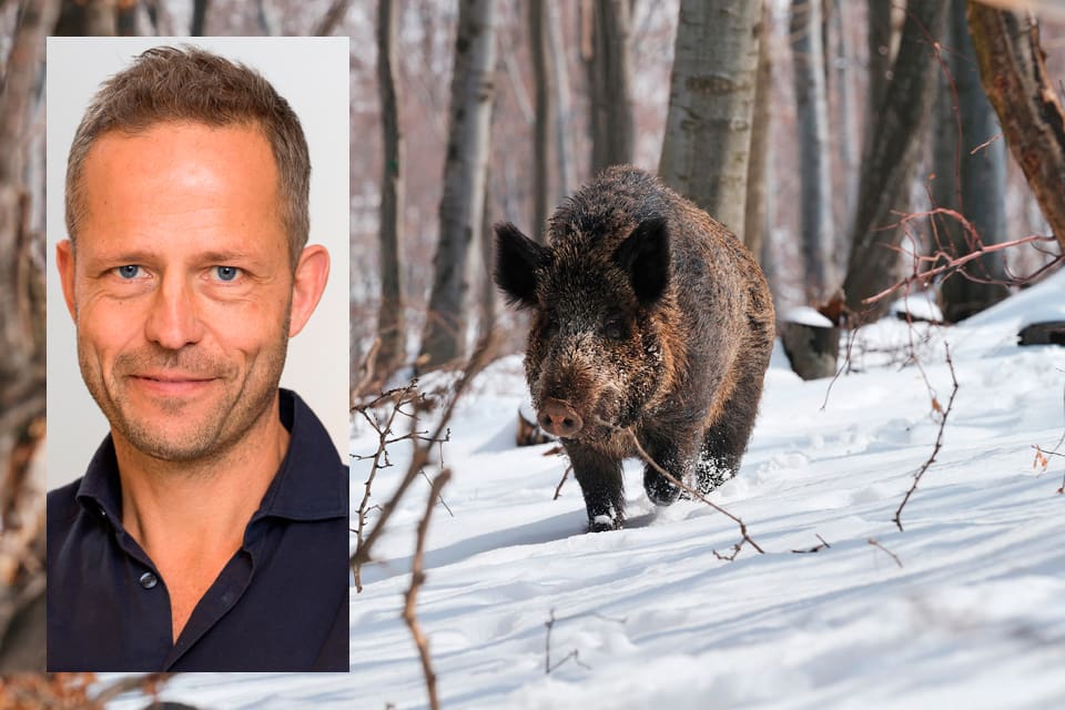 Karl Ståhl på SVA leder ett treårigt projekt för nästan tre miljoner om hur svinpest kan upptäckas och stoppas i Sverige. Jägare väntas få en nyckelroll för att på ett tidigt stadium slå larm om vildsvin börjar sprida smittan.