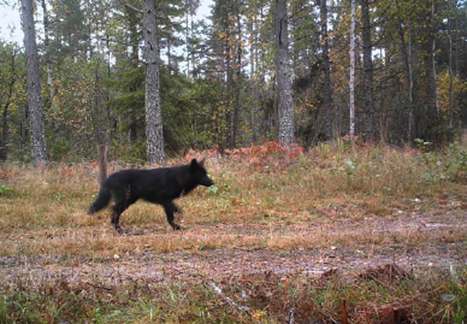 Här är länsstyrelsens bild från en viltkamera som antagligen visar en av de svarta hybridvalpar som det nu är skyddsjakt på i Bie-området, norr om Katrineholm.