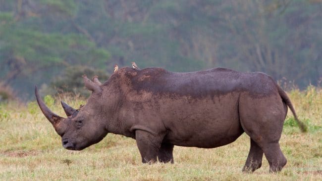 Ett färskt förslag till miljöministern belyser hur till exempel svart noshörning kan få bättre skydd, utan att jakten inskränks.