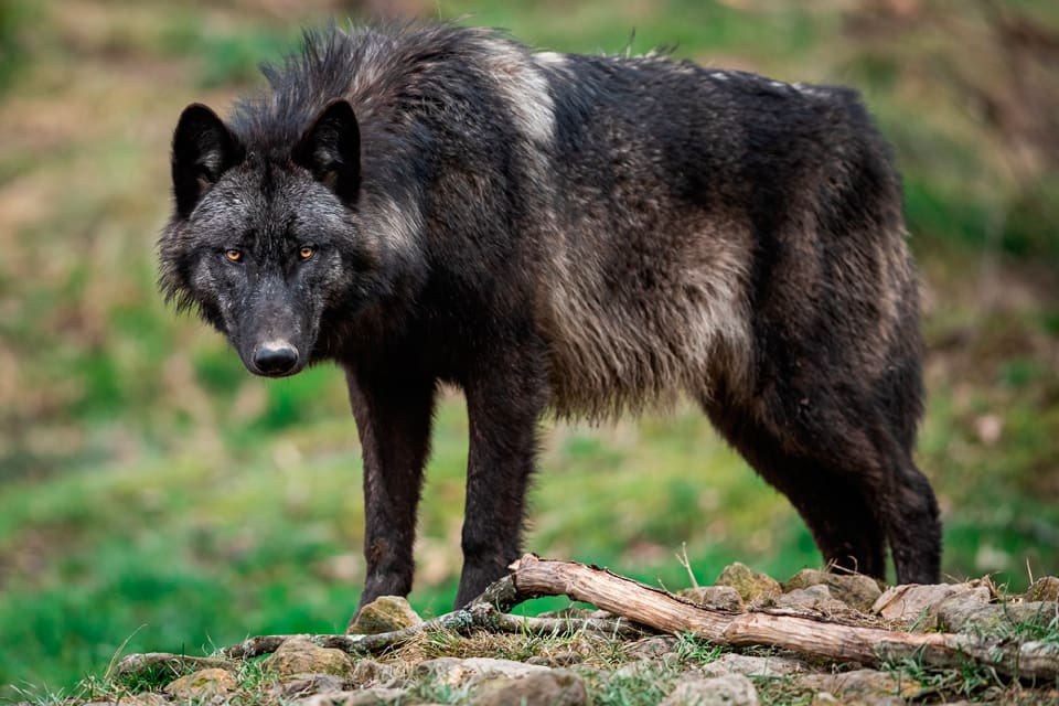 Sju svarta nordamerikanska vargar är på rymmen i nationalparken Le Mercantour, norr om staden Nice. De är dubbelt så stora som de vilda vargarna i området.
