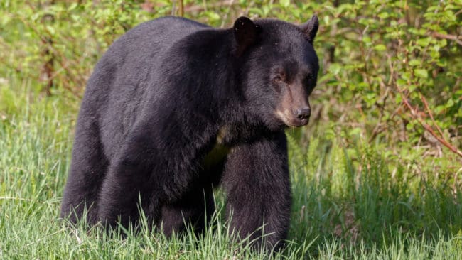 Svartbjörn är den minsta och mest spridda björnarten i Nordamerika. I Kalifornien finns cirka 30 000 individer.