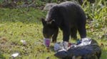 Så mycket som 30 procent av det som svartbjörnar i Colorado äter kan vara sockerrik och högprocessad människomat