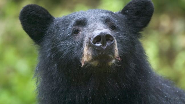 Svartbjörn är den minsta och mest spridda björnarten i Nordamerika.
