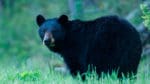 Både jakten på svartbjörnar och kalkoner har stoppats i USA-delstaten Washington för att jägare som tar bilen från andra områden kan sprida coronasmitta när de stannar för att rasta eller tanka under färden till jaktmarken.