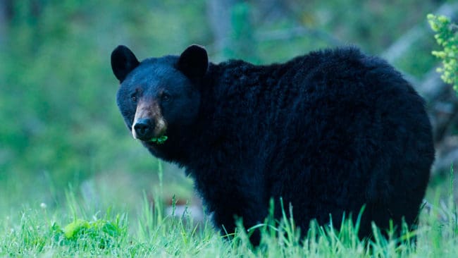 Både jakten på svartbjörnar och kalkoner har stoppats i USA-delstaten Washington för att jägare som tar bilen från andra områden kan sprida coronasmitta när de stannar för att rasta eller tanka under färden till jaktmarken.