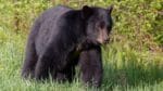 Svartbjörnen är mindre än brunbjörnen och mycket spridd i Nordamerika. Enligt vissa experter kan det löna sig att skrika och slå vid en attack.