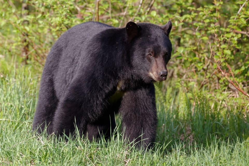 Svartbjörnen är mindre än brunbjörnen och mycket spridd i Nordamerika. Enligt vissa experter kan det löna sig att skrika och slå vid en attack.