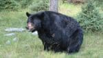 Två björnattacker under våren, en med dödlig utgång, rapporteras från Colorado.