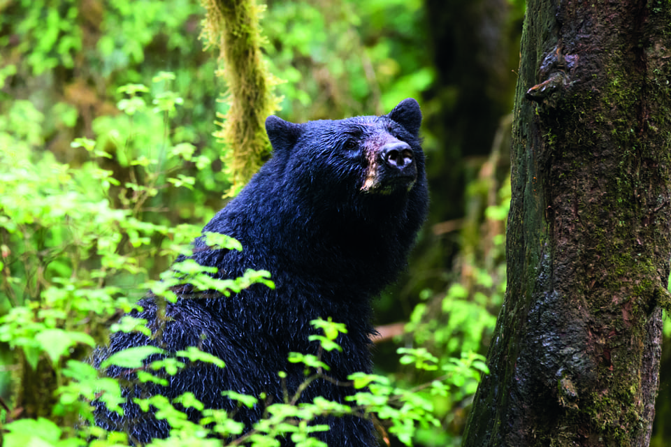 En kanadensisk bågjägare som satt i en jaktstege mot ett träd blev neddragen från trädet av en svartbjörnshona.