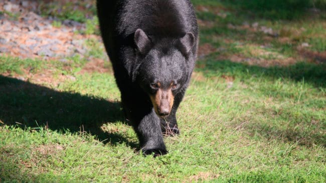 Privatpersoner har hittills i år skjutit fyra svartbjörnar i nödvärn. Polis eller viltvårdspersonal har i sin tur fällt tio brunbjörnar och 13 svartbjörnar för att skydda allmänheten i Anchorage-trakten i Alaska. (Arkivbild)