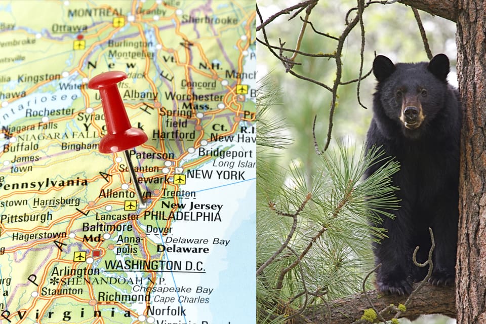 Svartbjörnsjakten i New Jersey fick en framgångsrik inledning.