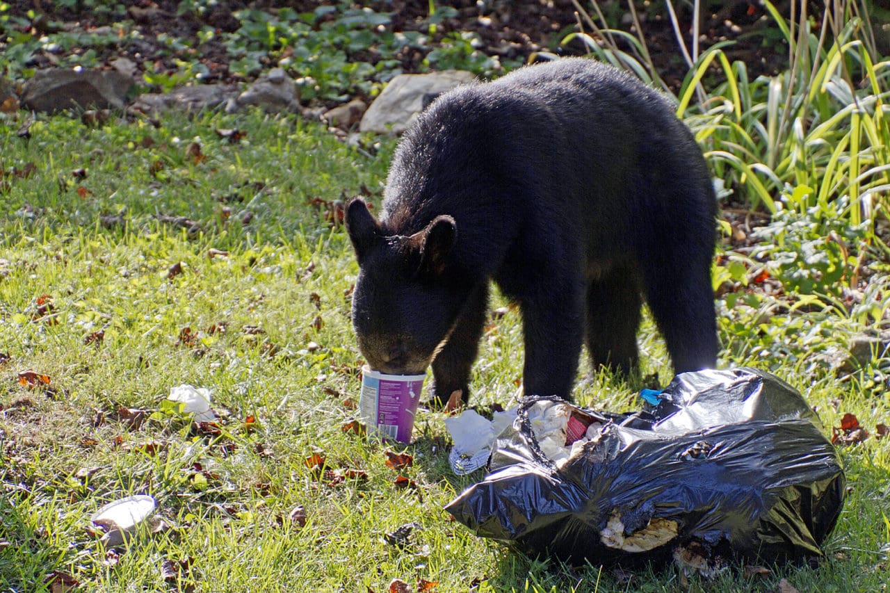 Så här får inte sopor lämnas i Alaska, eftersom de lockar till sig björnar.