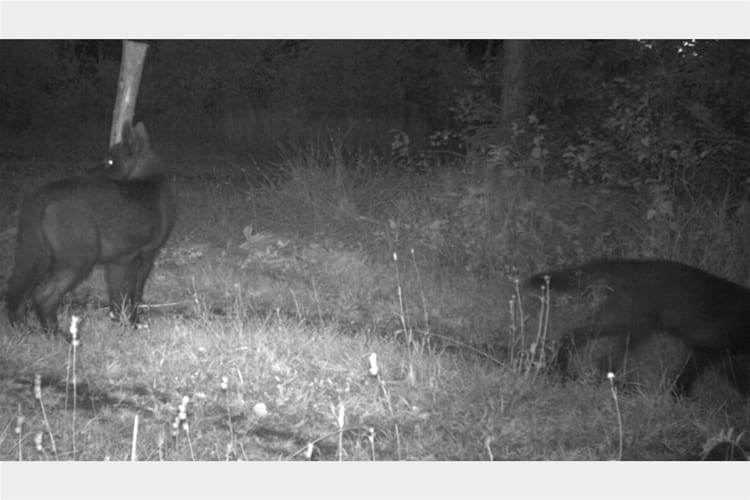 Nu bekräftar DNA-prov att de svarta vargvalparna norr om Katrineholm är varghybrider, som måste avlivas så att vargstammen inte får in hundgener.