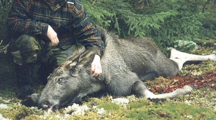Att rekommendera ökad kalvavskjutning är ett dåligt försök att kompensera tidigare inkompetenta eller ogenomtänkta grepp i älgförvaltningen, tycker debattören.