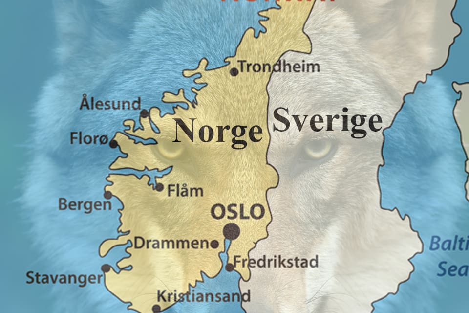 Vargarna ökar kraftigt i Norge när stammen växer starkt i Sverige.