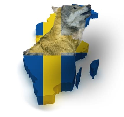 Vargen i Norrland. Debattören Dick Broman befarar att det är Norrland som kommer att få ta hand om Sveriges vargar.
