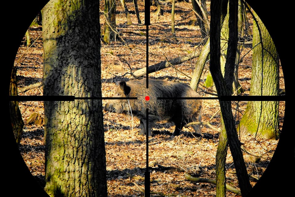 Krångligheter om vad som ska ses som smågrisar hos fredade vildsvinssuggor och slopad vårjakt på kråkfåglar tillhör det som kritiseras av JRF när det gäller det slutgiltiga förslaget om nya jakttider.