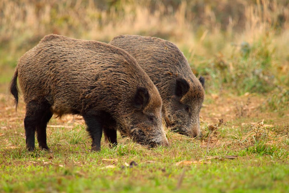 Vildsvinen invaderar Norrtäljes villaträdgårdar. Kommunen har haft ett krismöte för att förbereda en massiv insats av kommunjägarna. (Arkivbild)