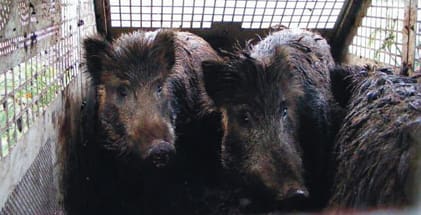 Vildsvinsf&auml;llor som &auml;r godk&auml;nda i utlandet ska bli enklare att f&aring; tillst&aring;nd f&ouml;r i Sverige. Det kr&auml;vs ingen omfattande svensk testverksamhet f&ouml;re ett godk&auml;nnande.