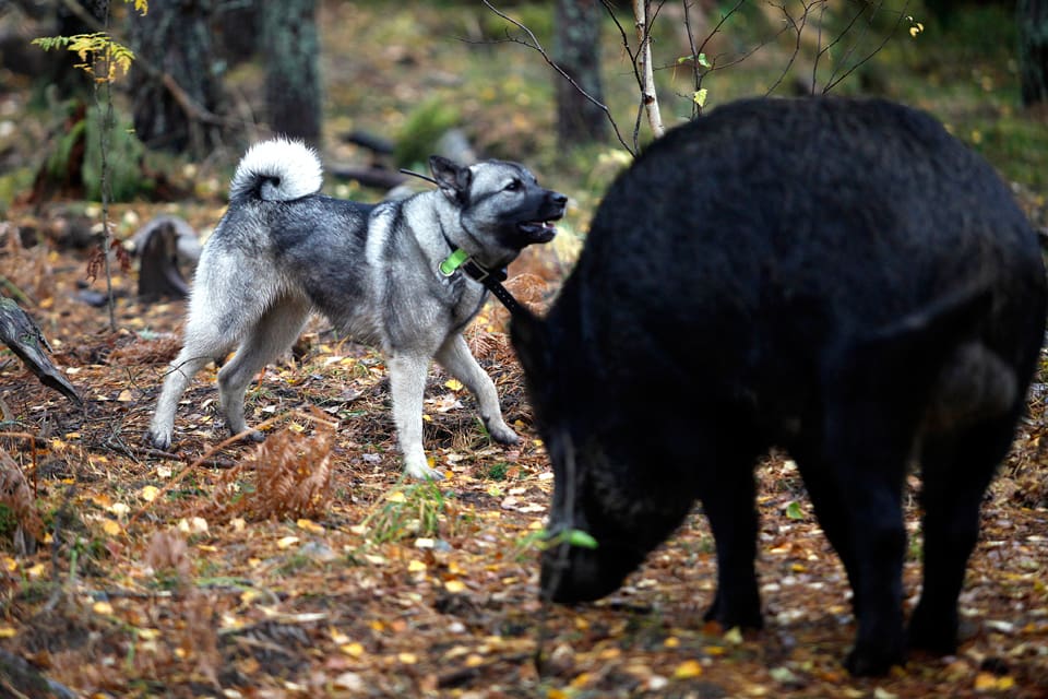 Återinförd jakt på ekorre har slopats och det blir flera inskränkningar för när jakthundar får släppas i det slutgiltiga förslaget från Naturvårdsverket om nya jakttider.