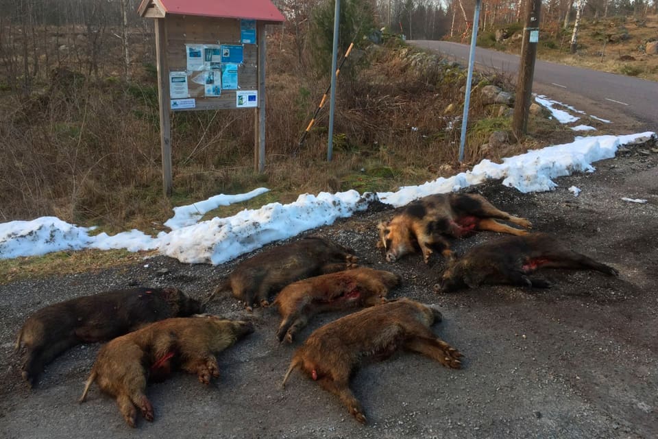 När alla jaktlag i Högsby älgskötselområde i Kalmar län uppmanades att ha en samjakt på vildsvin i helgen fälldes minst 23 vildsvin på lördagen. (Arkivbild)