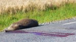 Antalet viltolyckor i trafiken med vildsvin har ökat med 150 procent på åtta år. Ett nytt rekordår väntas för 2018. Jägare kan bidra till att stoppa ökningen, bland annat med att undvika utfodring nära vägar, enligt en ekolog vid Trafikverket.