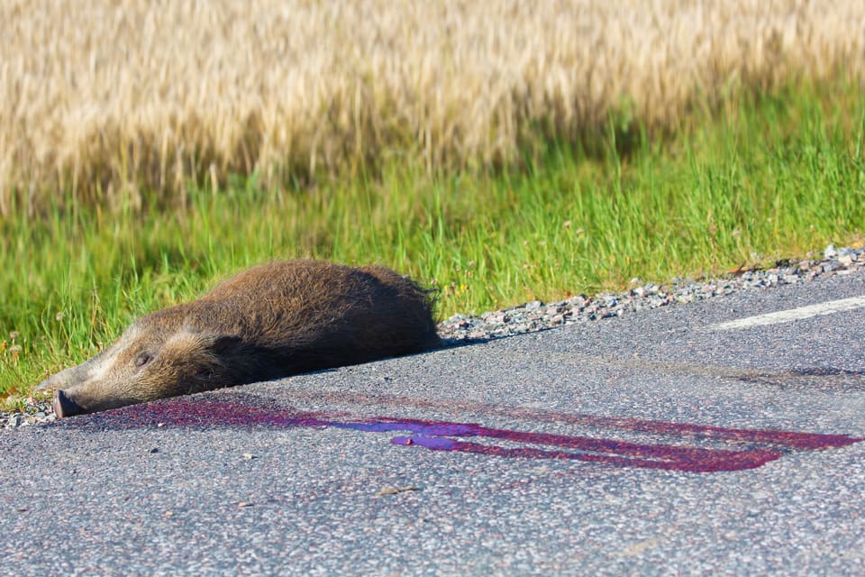 Antalet viltolyckor i trafiken med vildsvin har ökat med 150 procent på åtta år. Ett nytt rekordår väntas för 2018. Jägare kan bidra till att stoppa ökningen, bland annat med att undvika utfodring nära vägar, enligt en ekolog vid Trafikverket.