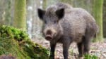 Hur den afrikanska svinpesten har spridits till belgiska vildsvin vet man ännu inte.