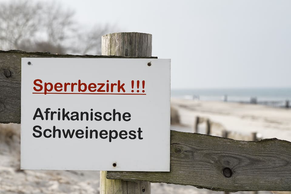 Myndigheterna i Sachsen måste nu, precis som de i Brandenburg, vidta skyddsåtgärder och bland annat upprätta en svinpestzon.