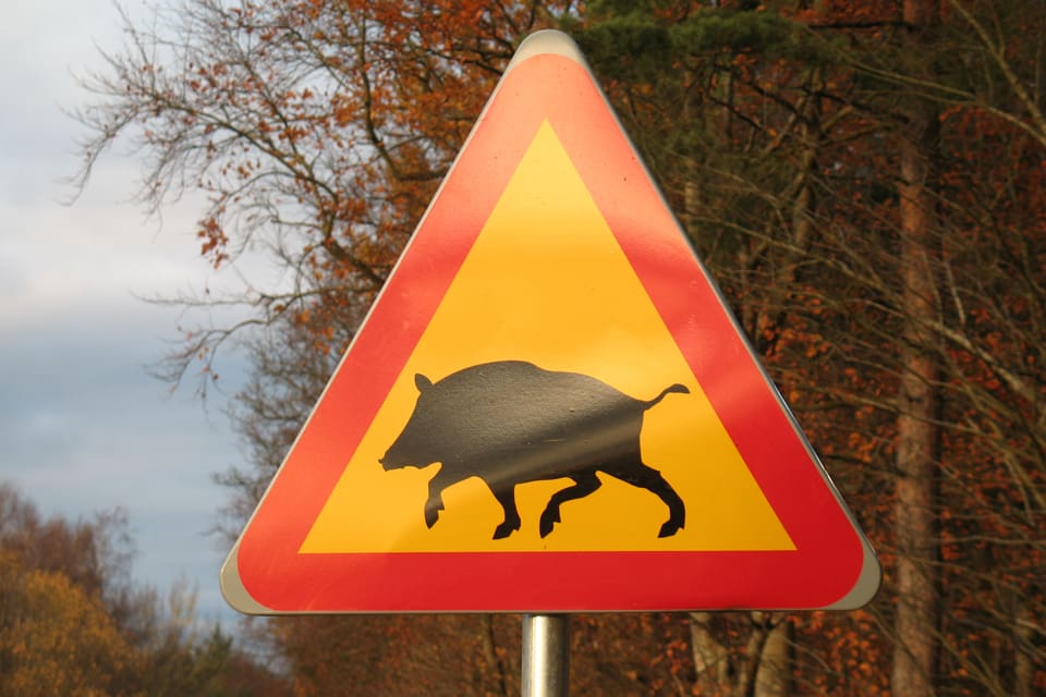 Varning för vildsvin med svinpest. Smittan har nu nått Belgien i form av vildsvin som har viruset. Kommer svinpesten till Sverige kan det bli med bilfärjor från Baltikum.