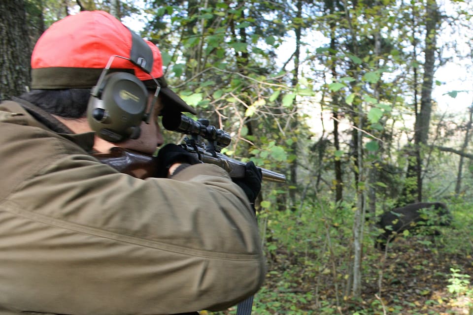 Hundratals jägare väntas delta när det blir en samordnad storjakt på vildsvin i Norrtälje kommun i veckoslutet. Det är kommunen som tagit initiativet till samjakten för att lindra vildsvinsproblemen inne i Norrtälje. (Arkivbild)