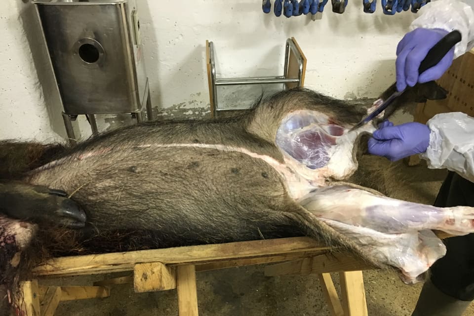 Det blir mycket byråkrati för de jägare som vill avyttra vildsvinskött från högst tio vildsvin per år direkt till konsument. För leveranser till bland annat matbutiker föreslås gränsen gå vid 75 vildsvin per år.