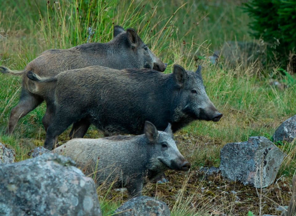 Över 80 vildsvin med svinpest har hittats i Tjeckien. Myndigheter har spärrat av med elstängsel runt fyndplatsen och upprättat ett område med tillträdesförbud. (Arkivbild)