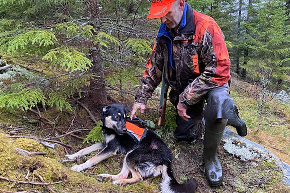 – Nu har statens varguppfödning även drabbat min hund, säger JRF-toppen Henrik Tågmark i Värmland. Bilden är tagen strax innan han börjar bära sin skadade östlaikatik mot bilvägen. Han hade bara några sekunder till godo när han lyckades skrämma bort vargarna som högg i den liggande tiken.