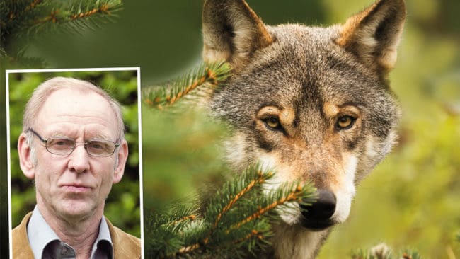 Henrik Tågmark, vice ordförande och rovdjursansvarig i JRF, kritiserar att det endast blir licensjakt i januari på 24 vargar. Kvoten har fördelats på länen Gävleborg Värmland, Örebro och Västmanland.